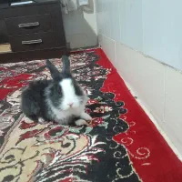 خرگوش لوپ هلندی|موش و خرگوش|گنبد کاووس, |دیوار