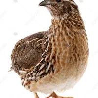 بلدرچین گوشتی