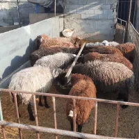 فروش گوسفند سالم و باکیفیت|حیوانات مزرعه|اصفهان, سرشبادران|دیوار