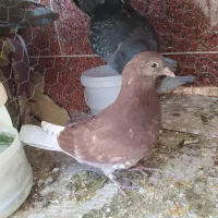 جوجه تهرانی