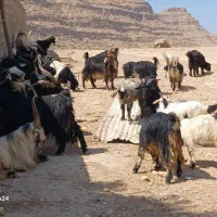 گله بز یک دست جوان همه نیشتر|حیوانات مزرعه|دوگنبدان, |دیوار