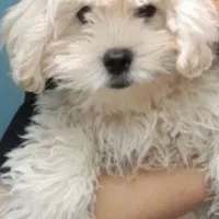 سگ شیتزو نر بازی گوش