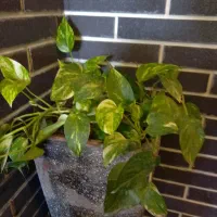 همخونه آقامیخوام