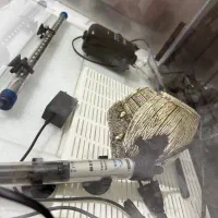 آکواریوم شیشه خم با تمام تجهیزات|ماهی|کردکوی, |دیوار