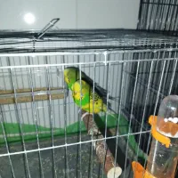 مرغ عشق انگلیسی و طوطی برزیلی|پرنده|سرپل ذهاب, |دیوار