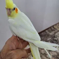 عروس هلندی دستی