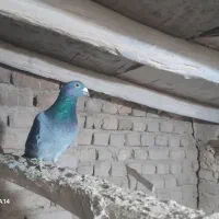 پلاکی|پرنده|بشاریات, |دیوار