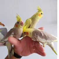 دنیای طوطی و عروس هلندی رام و دستی|پرنده|ساوه, |دیوار