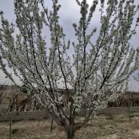 1200-متر-فرامرزیه