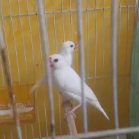 جفت نرگسی سفید