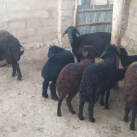 قوچ گوسفند و بره