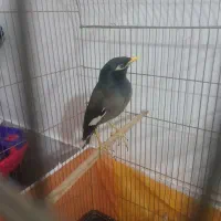 مینا|پرنده|تربت‌حیدریه, سرمحله|دیوار