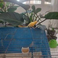 فروش قناری نر پرتقالی