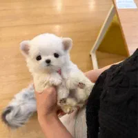 سگ پودل مالتیز ۶۵۰۰|سگ|تهران, جنت‌آباد مرکزی|دیوار