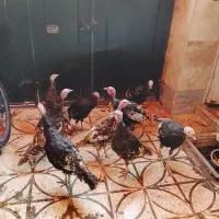 بوقلمون نر|حیوانات مزرعه|رباط‌کریم, الارد|دیوار