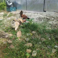 فروش ۳عدد مرغ زینتی