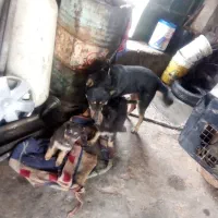 یک نژاد دار المانی