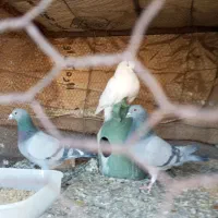 پرنده|پرنده|حمیدیا, |دیوار