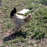 فروش خروس برهما