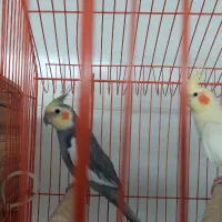 عروس هلندی مولد