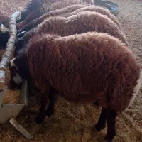 بره چاق مناسب قوچ و کشتار بیرجند|حیوانات مزرعه|بیرجند, |دیوار