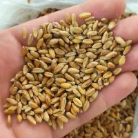 گندم|خدمات باغبانی و درختکاری|گنبد کاووس, |دیوار