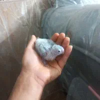 چوجه گرینچیک