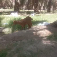 شینک نر وماده چاق