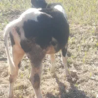 گوساله نر...|حیوانات مزرعه|محمودآباد, |دیوار