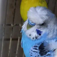 مرغ عشق پروانه ای با جوجه