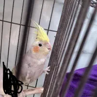 عروس هلندی جوجه ابلغ ۵ ماهه