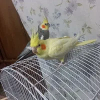 عروس هلندی جفت مولد دستی