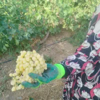 نهال نگور انواع گونه ها در نهالستان|گل و گیاه طبیعی|شازند, |دیوار