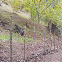 باغ فندق جای بکر|فروش زمین و ملک کلنگی|رحیمآباد, |دیوار