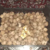 گردو الیگودرز