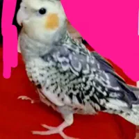 عروس هلندی گمشده