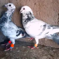 2تادم سفید14دم ، سار، پلاکی،میلومنز ذات دار