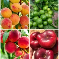انواع نهال بادام و میوه|خدمات باغبانی و درختکاری|زرند, |دیوار