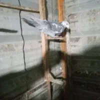 زرددنش .گراف .سار..زاغ کرمانی|پرنده|مشهد, جوادیه|دیوار