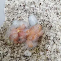 قناری تخم مهست