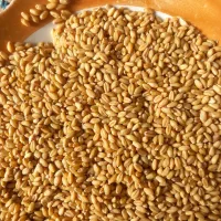 گندم رقم کوهدشت|عمده‌فروشی|آبش احمد, |دیوار