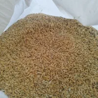 فروش چلتیک|خدمات باغبانی و درختکاری|سیدان, |دیوار