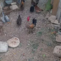 مرغ و خروس