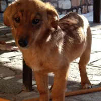 سگ فروشی قیمت توافقی