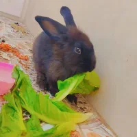 خرکوش لوپ بازی گوش