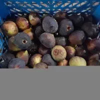 انجیر تازه خوری ارگانیک