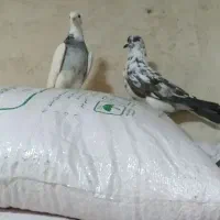 چند کبوتر گمشده|پرنده|نورآباد, |دیوار