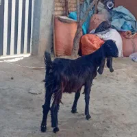 انتیک ابستن