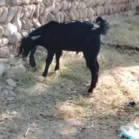 بز نر همون تروشت