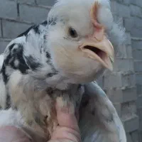 فروش یامعاوضه نیمچه مرغ و خروس گلین لری|حیوانات مزرعه|قائمشهر, |دیوار